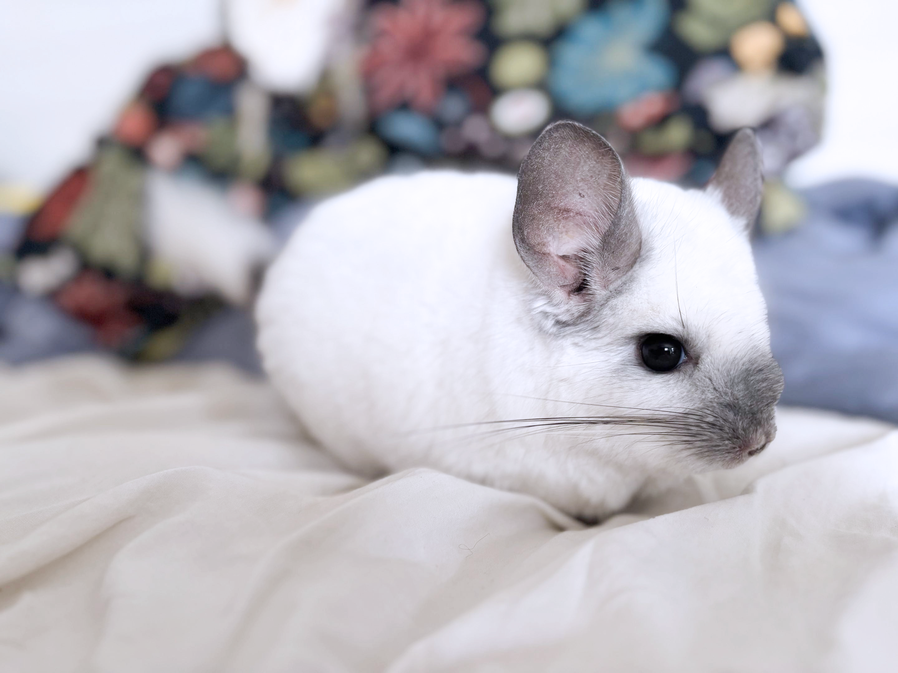 Alaska the chinchilla